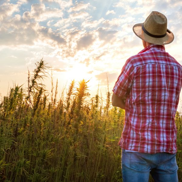 À propos de Dr Cannabinoïd